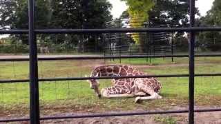 おびひろ動物園 キリンのメープル