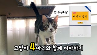 How to move in to a new house with 4 cats EP01-Basecamp