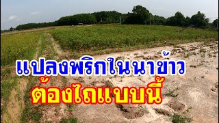 วิธีไถกลบต้นพริก ในแปลงนาข้าว เมื่อถึงฤดูทำนา