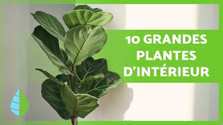 10 HAUTES PLANTES d'INTÉRIEUR🪴 (Noms et soins)