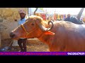 ఎర్రగడ్డ ఆదివారం పశువుల సంత erragadda buffalo market jafrabadi murrah buffaloes sale info