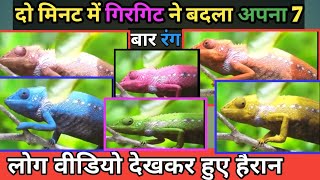 Live Chameleon Changing Color गिरगिटान Girgitan | Girgit lizard गिरगिट रंग बदलते देखो |Latest Update