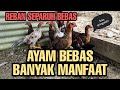 (EP8) - Pindah Ayam Kampung Ke Reban Separuh Bebas