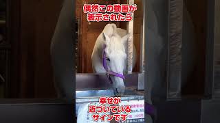 ⚠️超希少な本物の神馬様⚠️多度大社の生きた神馬 錦山号✨※この動画に辿り着いたら運気が上昇していきます⤴️  #運気上昇 #スピリチュアル #パワースポット #遠隔参拝 #shorts