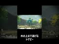 木の上まで逃げるトゲピー【ポケモンレジェンズアルセウス】 shorts