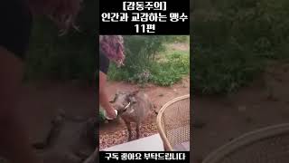 [감동주의] 인간과 교감하는 맹수들 11편 #감동 #동물 #맹수 #교감 #인간  #animals