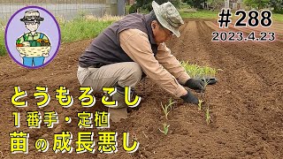 とうもろこし・ゴールドラッシュ９０の１番手を定植する。早朝の低温で苗の成長が悪い。　288話 【オーガニック栽培】