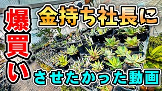 【ゲス企画ならず】 アガベが激安すぎてお船持ち社長でも爆買いにならなかった動画 No.093