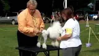 Jules UKC conformation