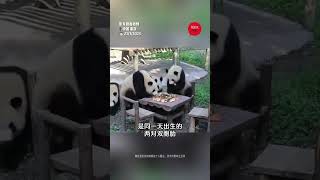 【🐼熊猫也打麻将🀄？4熊猫围桌原来是做这个...】