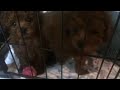 トイプードル子犬の姉妹 生後2ヶ月 toy poodle sisters staring us