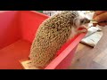 ハリネズミカフェ「tom s mr.hedgie」