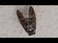 アブラゼミの鳴き声 2014.7.30　large brown cicada