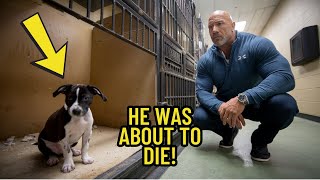 Dwayne Johnson Adopts a Puppy No One Wanted—What Happens Next is Magical!