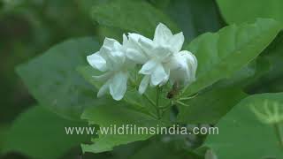 Mogra or Arabian Jasmine - 'King of fragrance' - monsoon rains bring fragrant motiya mogra to focus