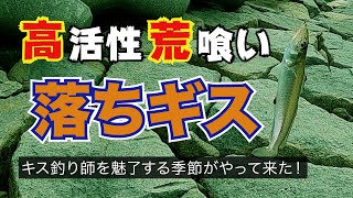 荒喰い！高活性！落ちギスのバイトや引きがヤバかった！