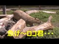 カピバラ （アロハガーデンたてやま篇）伝統継承者