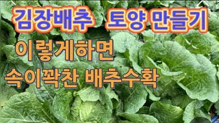 김장배추 토양 만들기. 진딧물 NO. (이렇게 하면 1등급 배추수확)