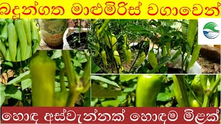 සාර්ථක බදූන්ගත මාළුමිරිස් වගාව|malumiris wagawa ikmanwaga