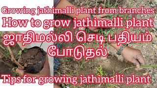 ஜாதி மல்லி செடி பதியம் போடுவது எப்படி how to grow in jathimalli plant from its branches #jathimalli