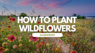 How To Plant Wildflowers