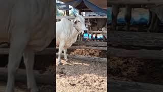 មេគោពូជស្រួលចិញ្ចឹម #farmanimal