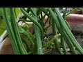 Growing French Beans at home in Container