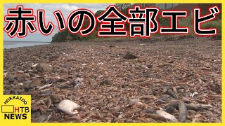 サロマ湖沿岸にホッカイシマエビなどが大量に…水中の低酸素状態が原因の可能性も