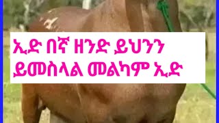 መልካም /ሙስሊም /እህትና ወንድሞቸ በኛ ዘንድ/ ይህን ይመስላል/ ኢድ /ተፍደሉ