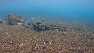 9月2日（月）船越ビーチ　洞窟と砂漠へ　ホンソメワケベラ幼魚　クロイシモチ