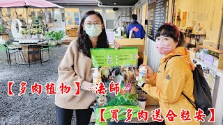 【多肉植物】雨中選購多肉植物 【乎你紅 買A區送B區活動分享】