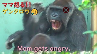 Gorilla Gentaro is scolded by mom twice in a row.He is a little sad.【kyotocityzoo.】