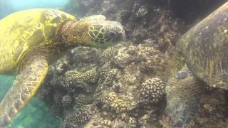 Close-up Footage of Hawaiian Sea Turtles GoPro GO Pro 2 Hero