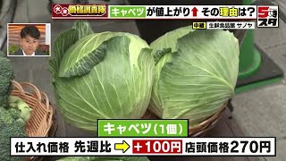 【価格調査】キャベツが値上げ、5月中旬には下がる見込み　冬ものから春ものへの移行期　ブロッコリーは値下げ (2023年4月13日)