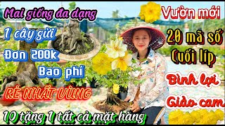 20/2 Mai giống giá rẻ ☎️0962265723 Kim Quyên🎄Bình lợi🎄giảo cam🎄combo 200k bao phí