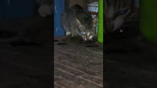 The cat catches mice for food. #ruralpets #cuteanimal #ruralvet #catlover #shortvideo