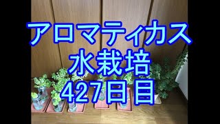 🌱アロマティカス水栽培🌱054🌱427日目（61週間≒1年2ヶ月）🌱