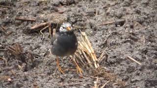 ビデスコ 野鳥 2020.02.22　ムクドリ　(White-cheeked starling)