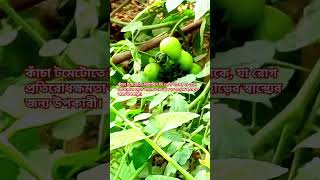 কাঁচা টমেটো খাওয়ার উপকারিতা কি । কাঁচা টমেটো রেসিপি #shorts #short #viralvideo