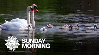 Nature: Mute swans