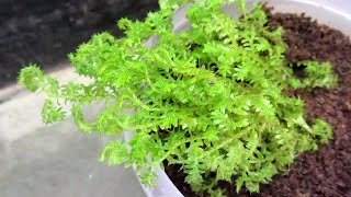 How to pot and mix soil for moss (Golden Club Moss, Selaginella kraussiana auera, Gold spike moss)