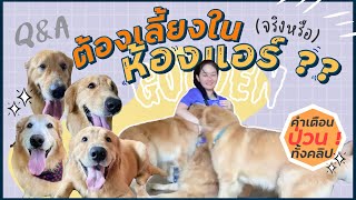 โกลเด้นต้องเลี้ยงในห้องแอร์ จริงหรือ ??? | โกลเด้น 3 ตัวจะป่วนแค่ไหนไปดู (EP.23)