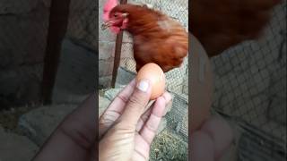 Lohman Brown Hen Egg #shortsfeed #lohmanbrowneggs #Youtubefeed #shorts