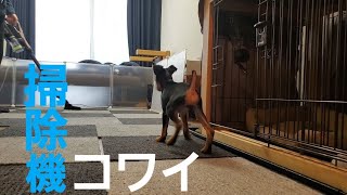 【ミニピン】掃除機はまだコワイ / [MiniPin] Vacuum cleaners are still scary