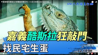 ▼嘉義酷斯拉狂敲門 找民宅生蛋  八大民生新聞 2021033105