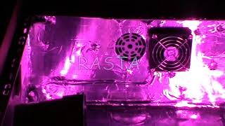 PinkWater x ice-o-lator - RASTA
