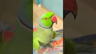 Tote ki awaz 🤩 mummy me Mithu ✨ me and my pet 🦜