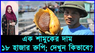 এক শামুকের দাম ১৮ হাজার রুপি  দেখুন কিভাবে | Mojar khobor | See how the price of one snail is 18 th