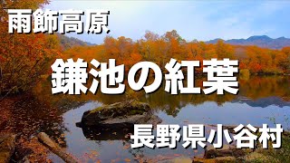 【鎌池-雨飾高原】紅葉ハイキング/トレッキング【長野県小谷村】(初心者/入門/カップル)  4K #世界ふれあい街歩き風