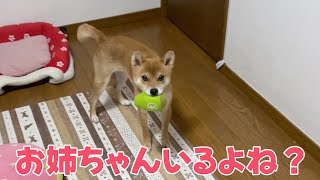 お姉ちゃん来るぞーと思ったらなかなか来なくてヤキモキする柴犬小夏　今年1年有難うございました